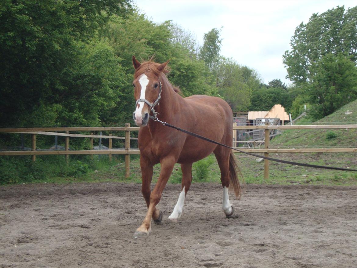Anden særlig race WhiteSocks - Jeg kunne ikke lade være, det her billed er så godt af ham x3
 billede 12
