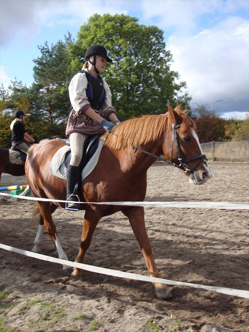 Anden særlig race WhiteSocks - Rider ham, og øver til stævnet (-: da vi springer lidt senere end det billed er taget (-:  billede 14