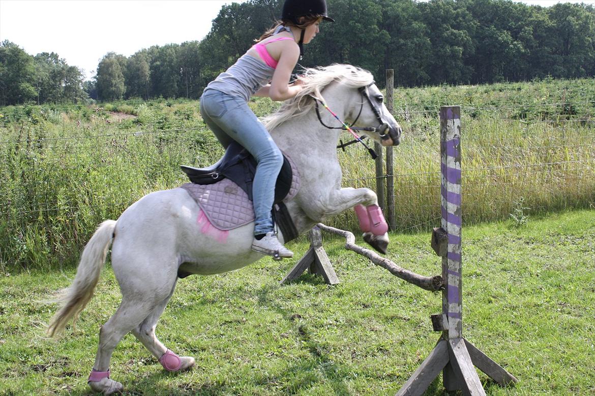 Welsh Mountain (sec A) Janus *den bedste* - hæhæ springer 60 :b 2011 billede 17
