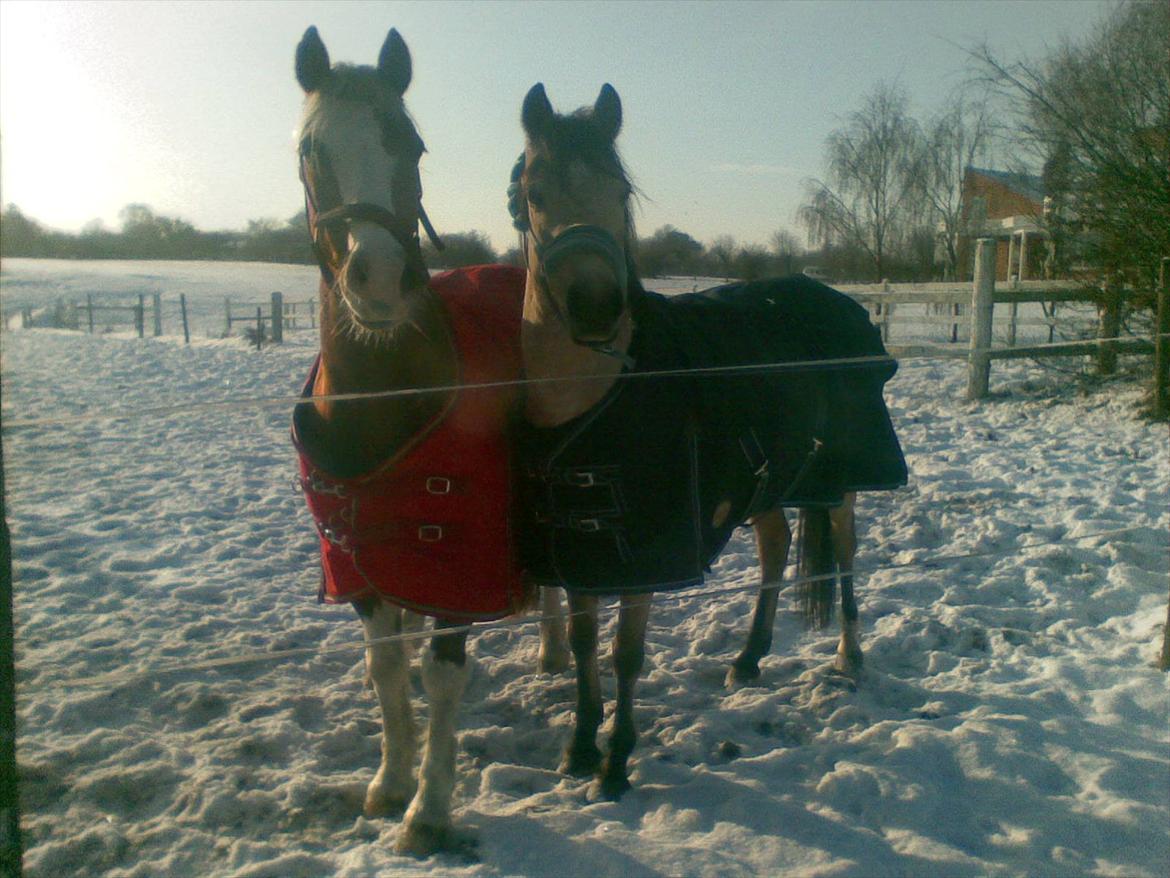 Welsh Pony af Cob-type (sec C) rotterdams sheila - SHEILA OG GINGER billede 2