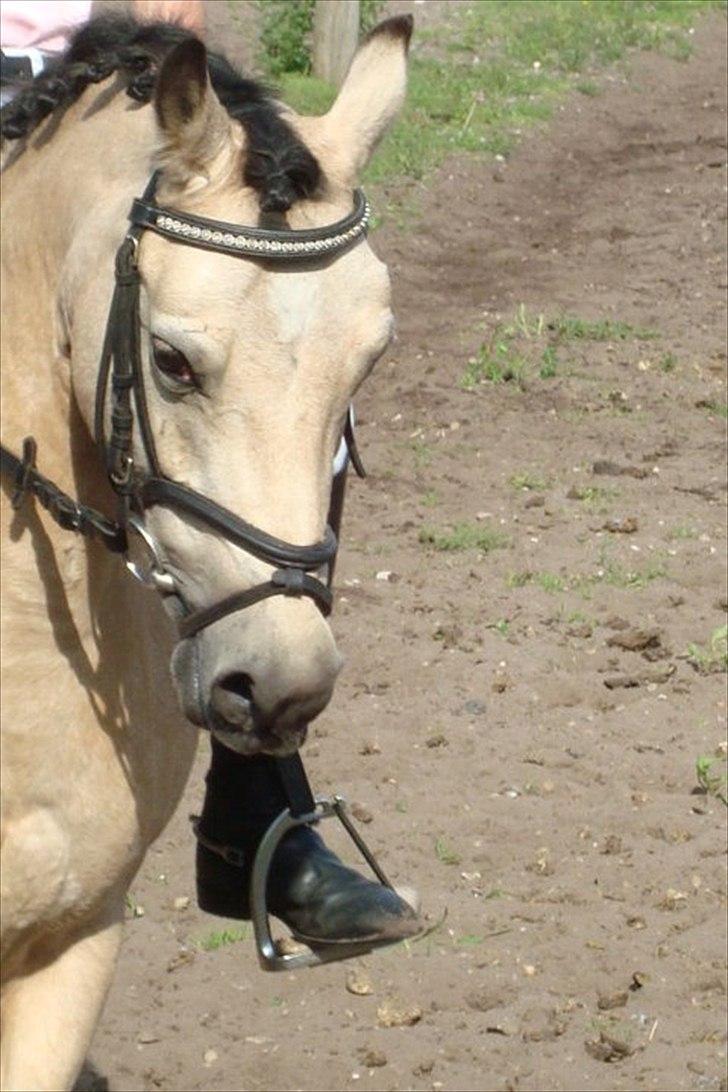 Welsh Pony af Cob-type (sec C) rotterdams sheila - SØDE SHEILA billede 3