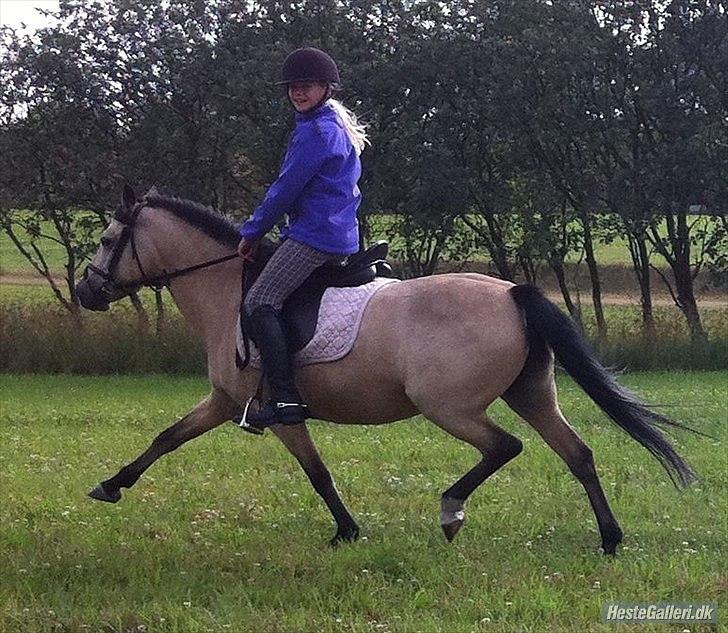 Welsh Pony af Cob-type (sec C) rotterdams sheila - SHEILA I ØGNING billede 5