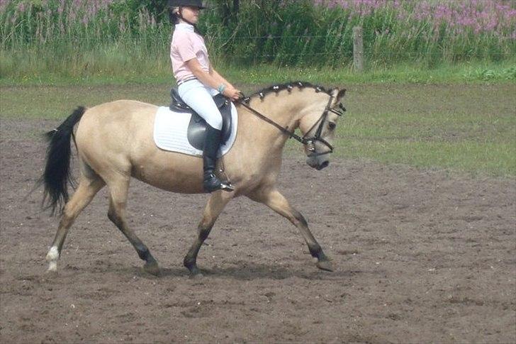 Welsh Pony af Cob-type (sec C) rotterdams sheila - SHEILA I HODSAGER billede 6
