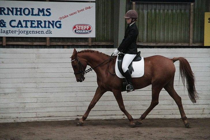 Hollandsk Sportspony Marien - Mig og Malle i en La2 :) billede 10
