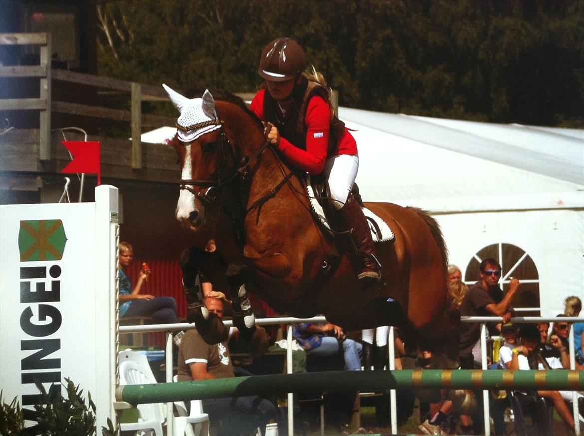 Anden særlig race Cappagh Unique - Svensk Pony Derby 2011 <3 billede 4