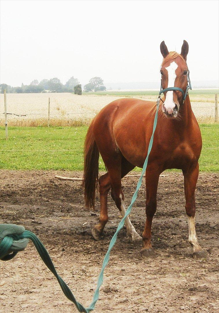 Frederiksborg Pricella - Smuk ! billede 2