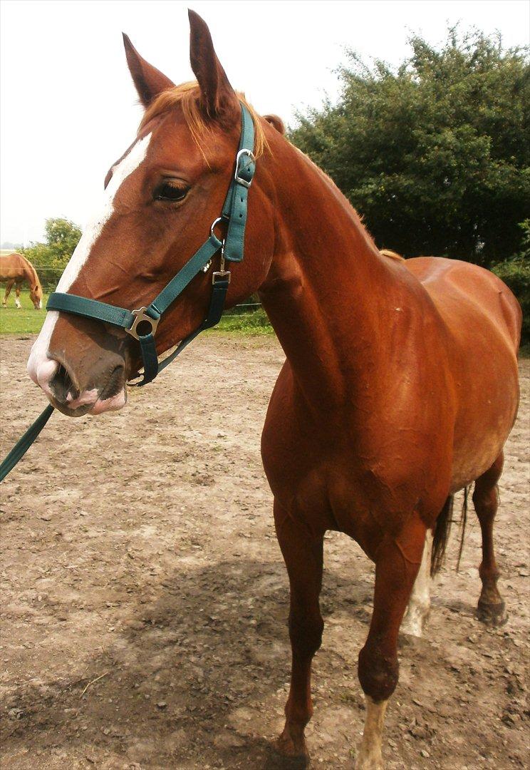 Frederiksborg Pricella - Prinsessen <3 billede 15