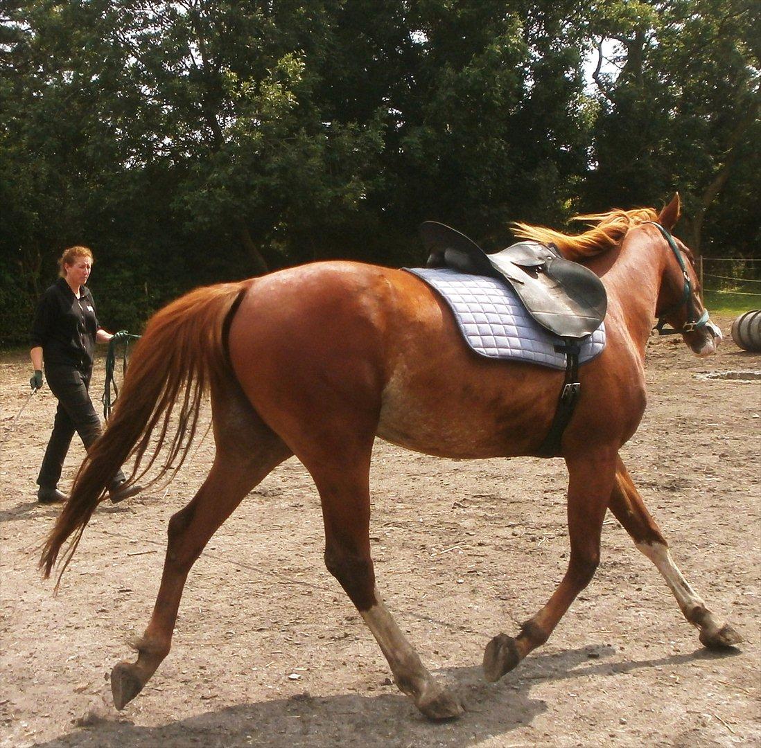 Frederiksborg Pricella - Lange ben, er altid en fordel ;)  billede 6