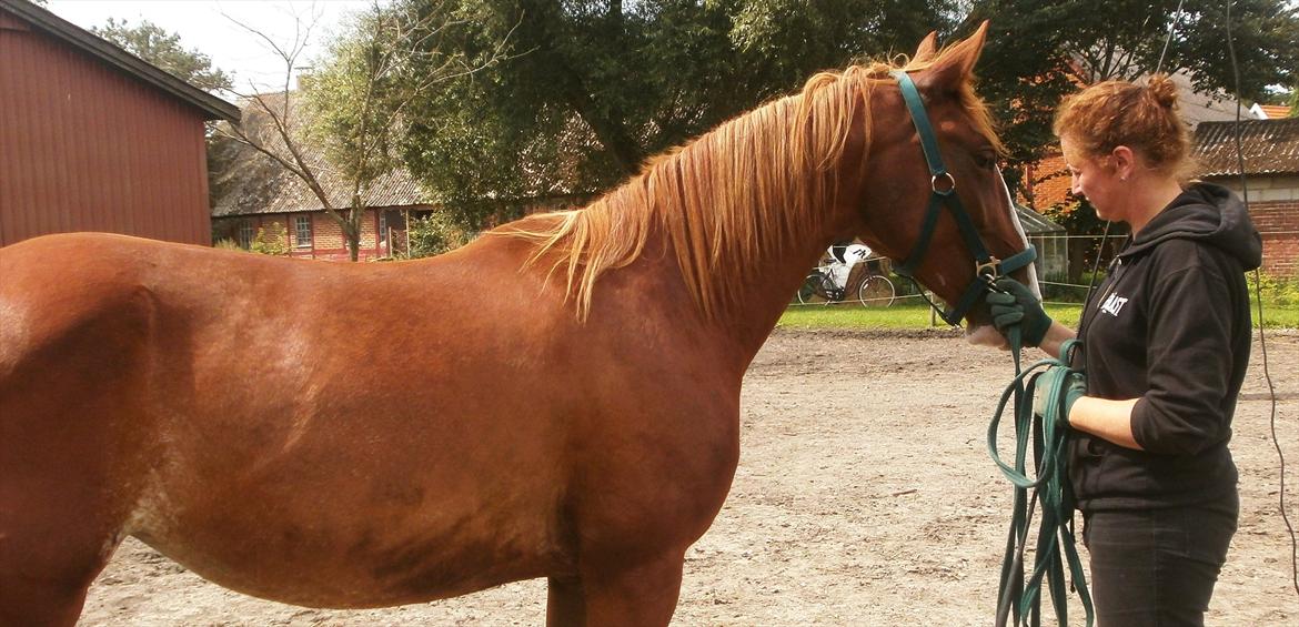 Frederiksborg Pricella - Mor og hendes baby :) billede 16