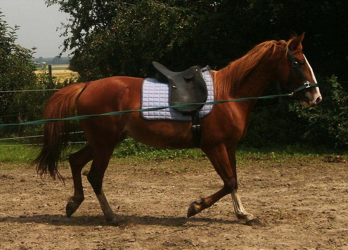 Frederiksborg Pricella - Gøres sadelvandt ! billede 19