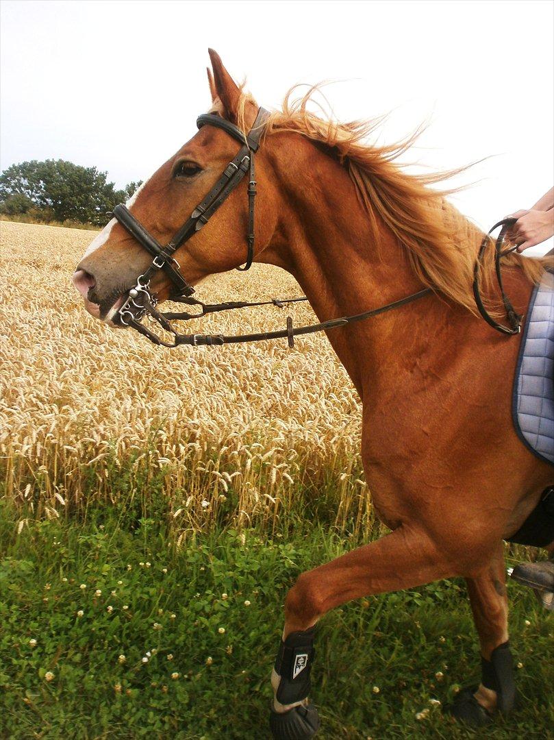 Frederiksborg Niki billede 7