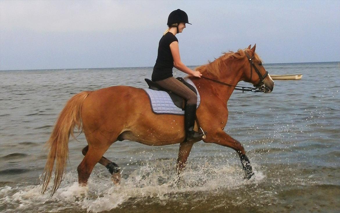 Frederiksborg Niki - Sandra rider ham i vandet ude i tårs billede 9