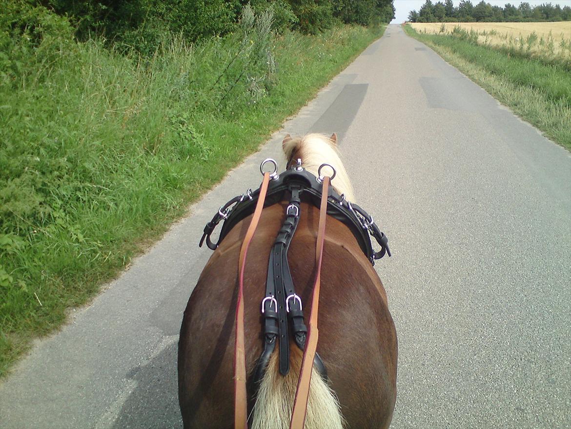 Shetlænder - Tango  †  Min engel!  † - For lange liner billede 4