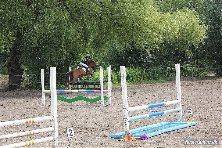 Hannoveraner Kirkeledgaard Luna - på vej over tre'eren, fotograf: Liva XD billede 8