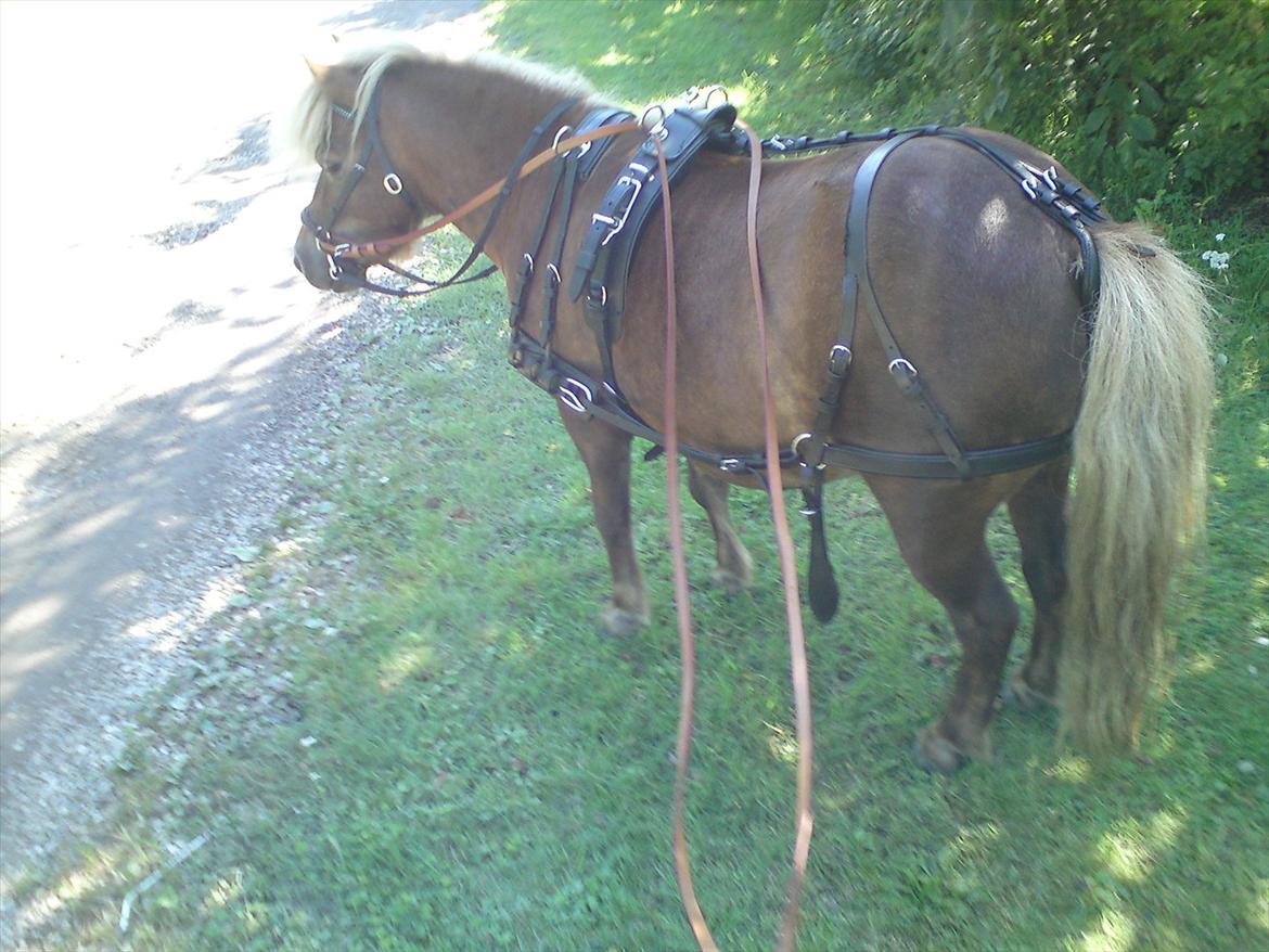 Shetlænder - Tango  †  Min engel!  † - Med sin fine saletsele (: billede 20