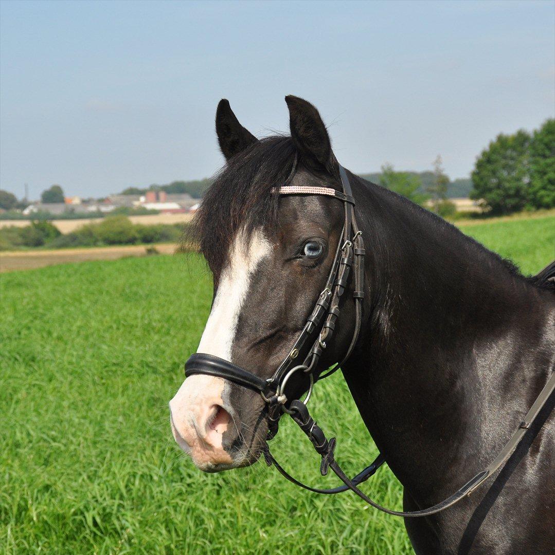 Anden særlig race Blue Eye´D Girl - A pony SOLGT! - 8. Min smukke pony på marken efter dressur træning <3 billede 8