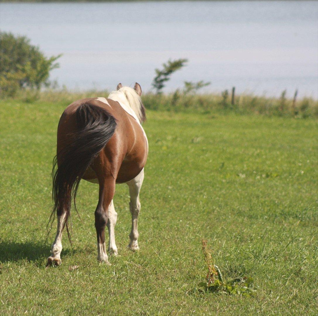 Pinto Boye - Tak for denne gang :) billede 18