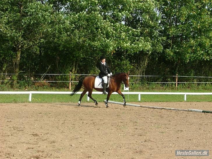 Anden særlig race Nikoline *SOLGT* - Vores første stævne i videbæk LC2 vi fik en 4 plads! billede 17