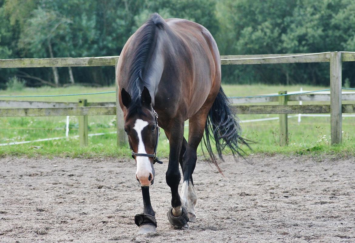 Dansk Varmblod Askemosegaards Ram Á Jean billede 11