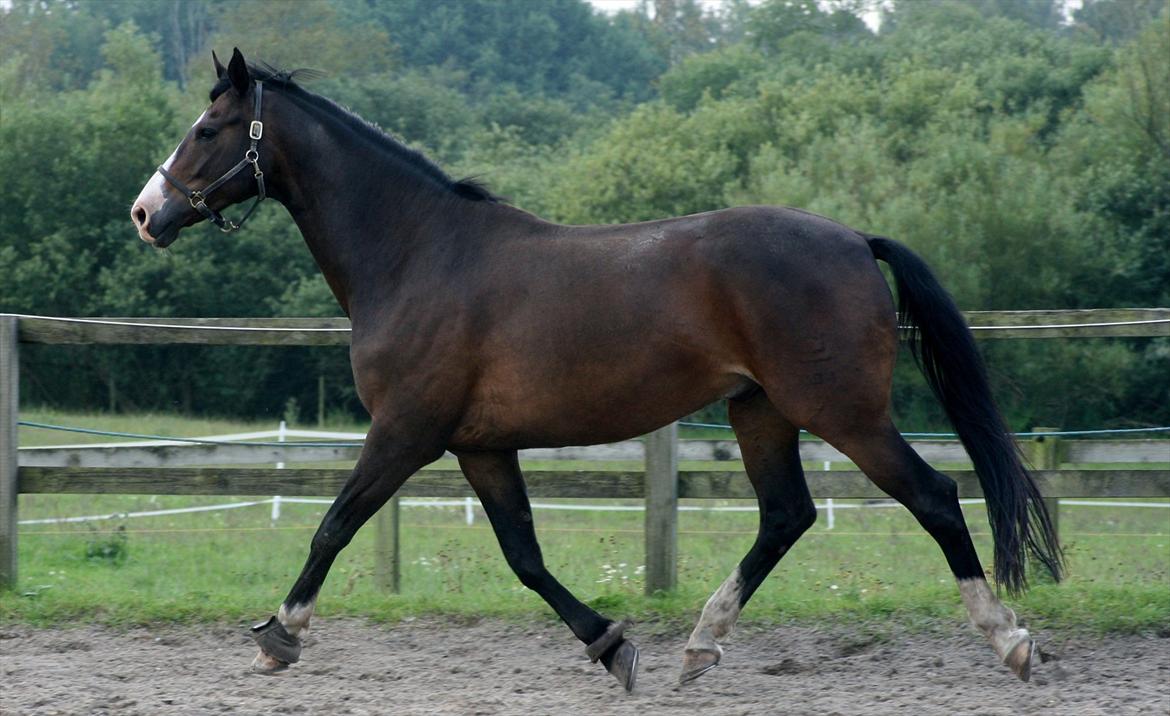 Dansk Varmblod Askemosegaards Ram Á Jean billede 17