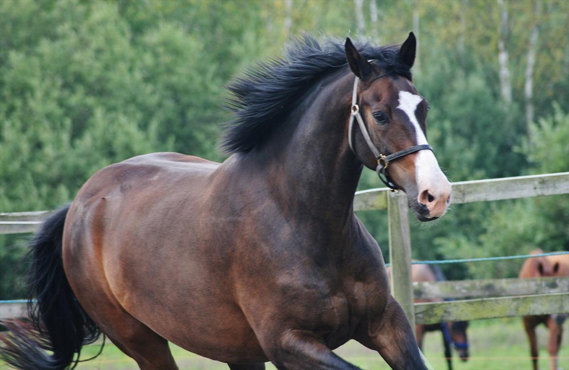 Dansk Varmblod Askemosegaards Ram Á Jean billede 15