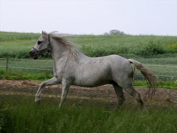 Anden særlig race Lillemand R.I.P billede 9