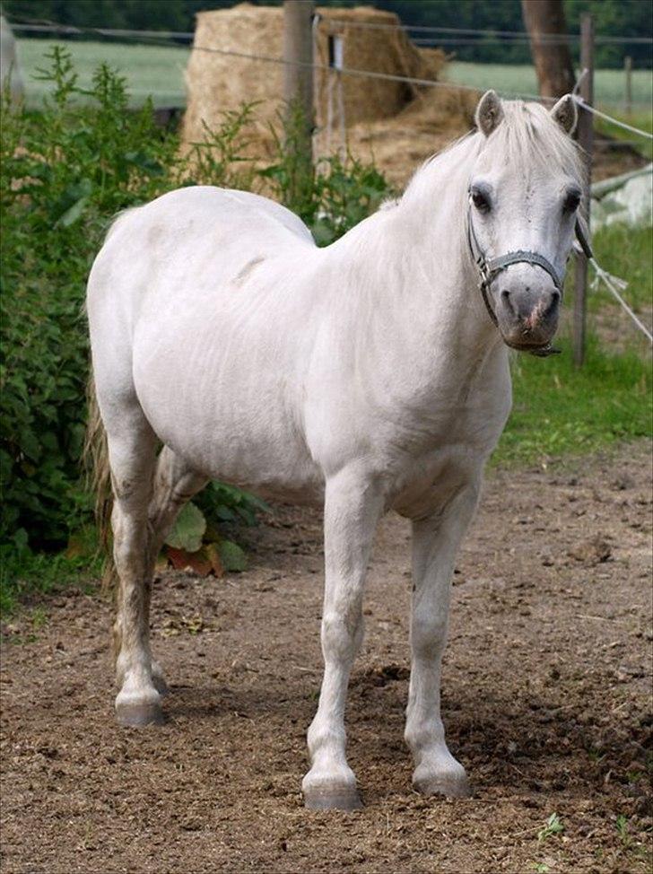 Anden særlig race Lillemand R.I.P billede 10