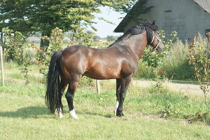 Welsh Cob (sec D) Glanvyrnwy Squire - aug 11 billede 19