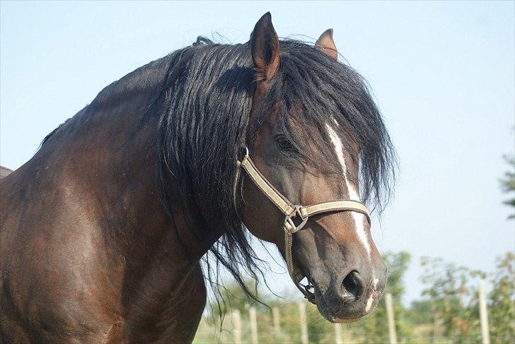 Welsh Cob (sec D) Glanvyrnwy Squire - aug 11 billede 7