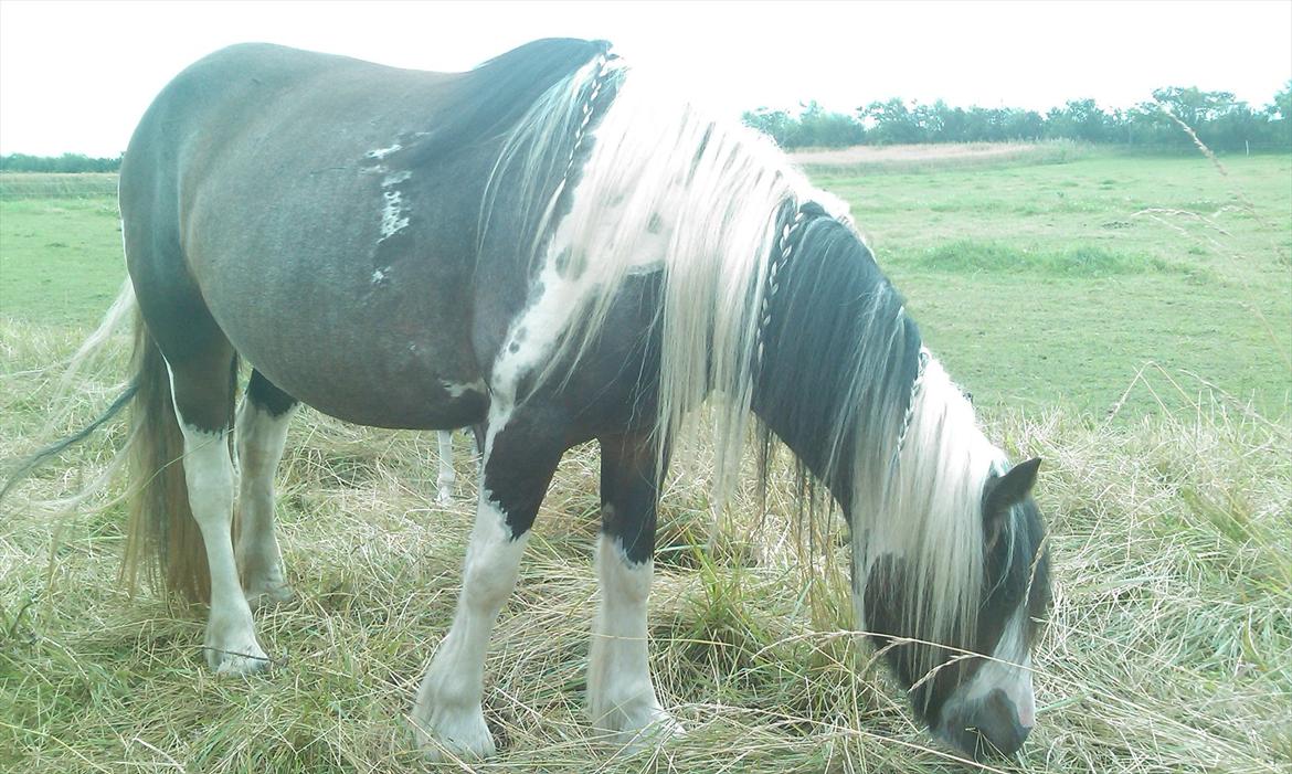 Irish Cob Shiloh 7 (Lucy) billede 19