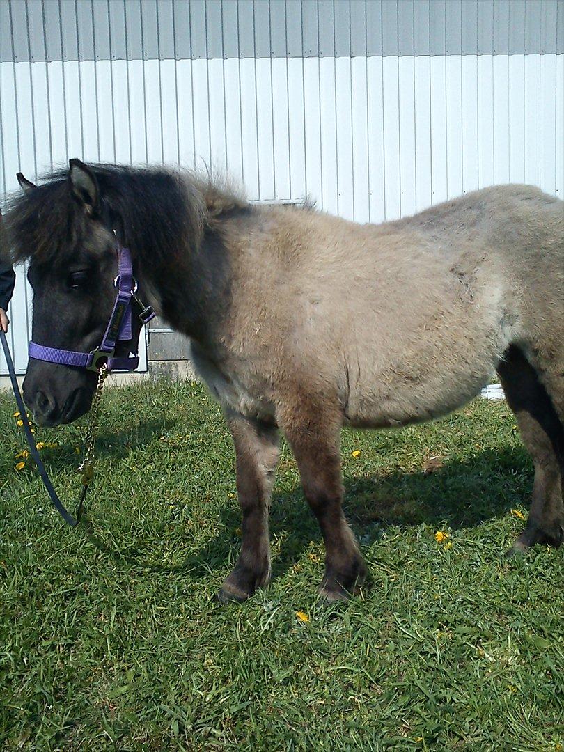 Shetlænder Teglgårdens Ydun billede 5