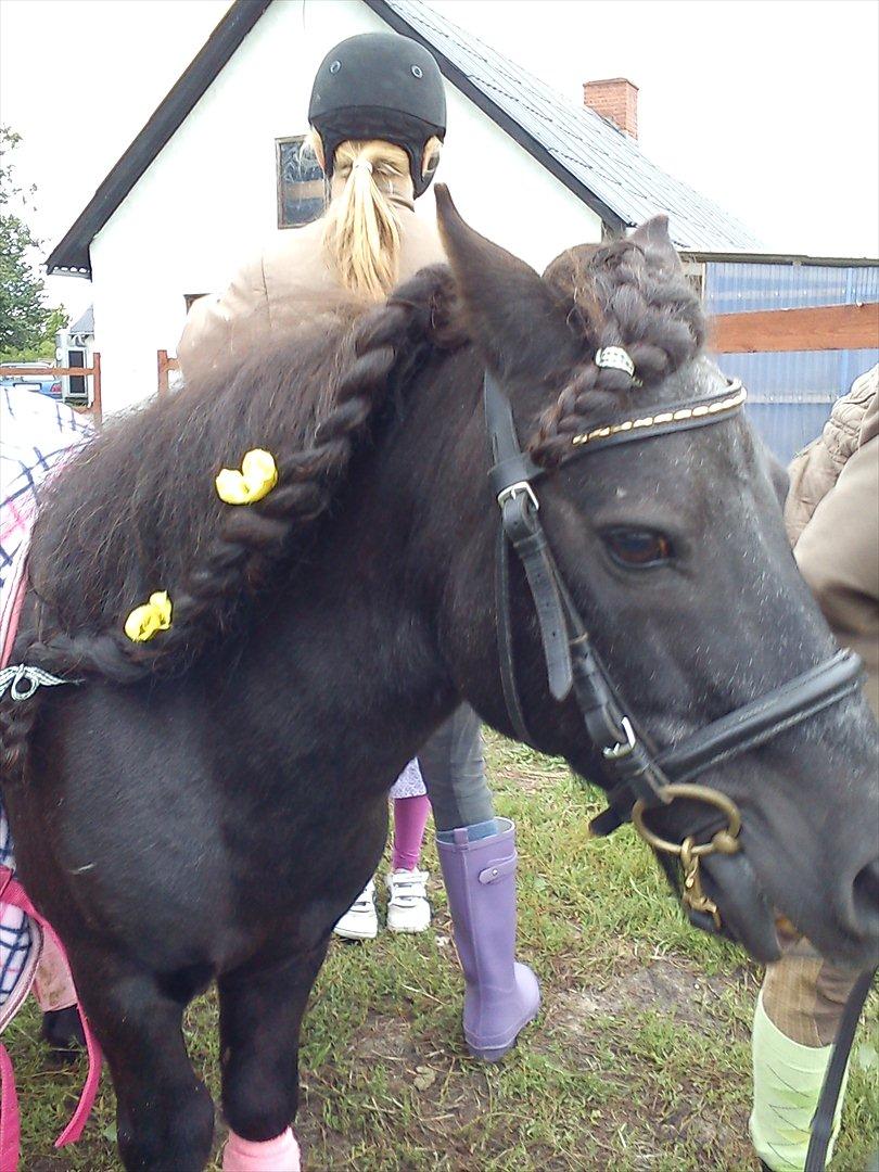 Shetlænder Vestergårdens Absalon-Ponyprins<3 billede 4