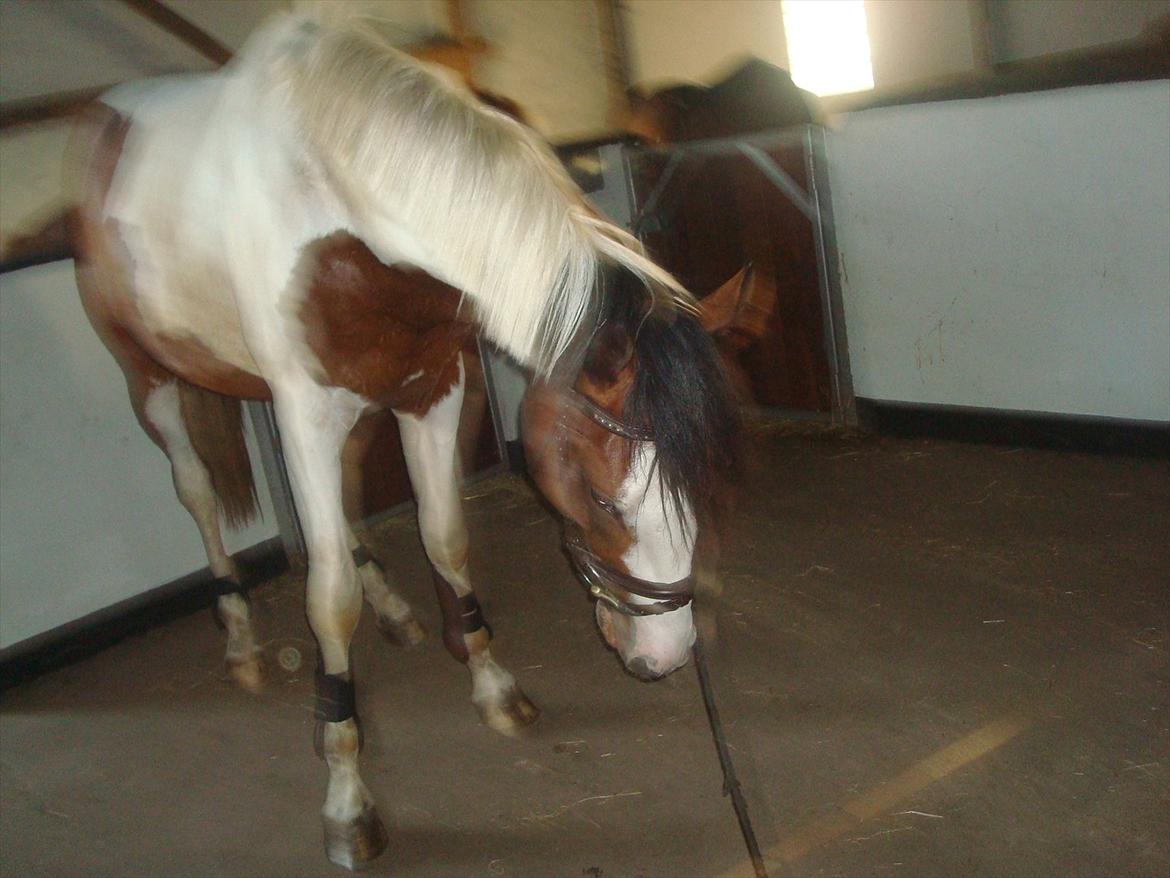 Pinto Quintano billede 10