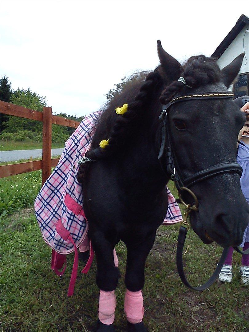 Shetlænder Vestergårdens Absalon-Ponyprins<3 - allerede her ses det hvor tynd han er blevet :( men smuk pyntet billede 2