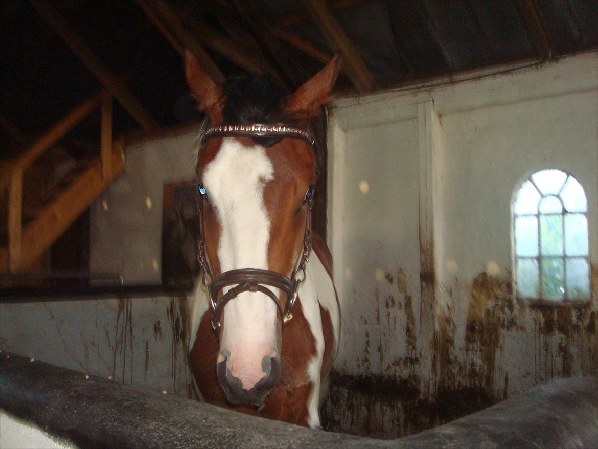 Pinto Quintano billede 11