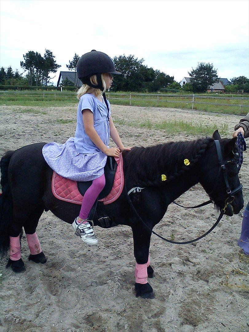 Shetlænder Vestergårdens Absalon-Ponyprins<3 - her er det tydeligt hvor tynd han er men har allerde her taget meget på :) billede 3