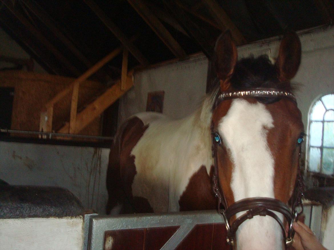 Pinto Quintano billede 12