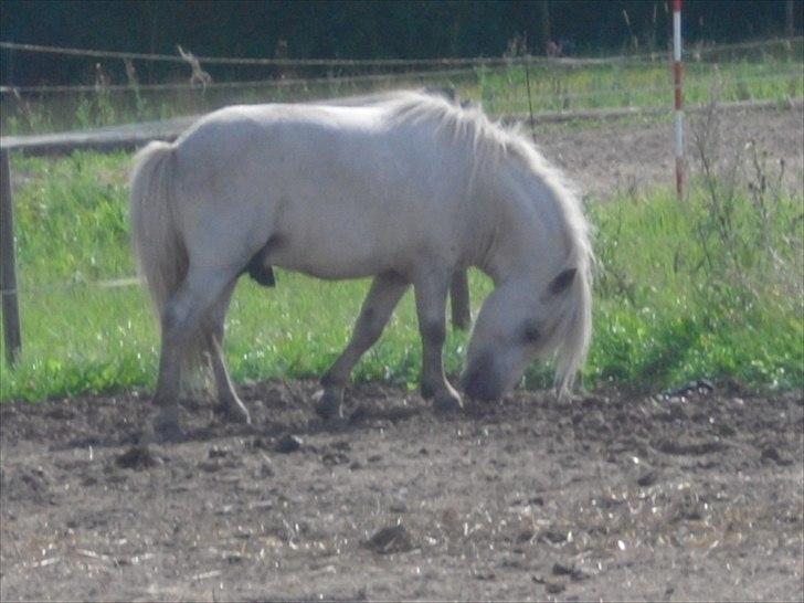 Shetlænder Max - Jeg er rigtig glad for mit nye hjem(: billede 4