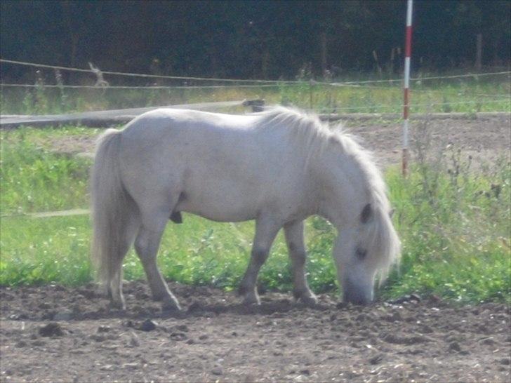 Shetlænder Max - Jeg går lige og hygger mig lidt! billede 5