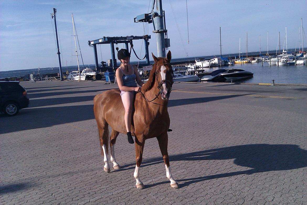 Palomino Destiny af dyrehavegård - I rungsted havn billede 17