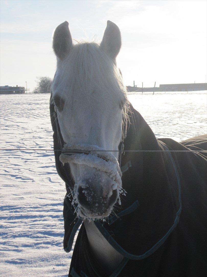 Welsh Pony (sec B) Hoelgaards Fernando - Fernando i sneen 2011:-) billede 2