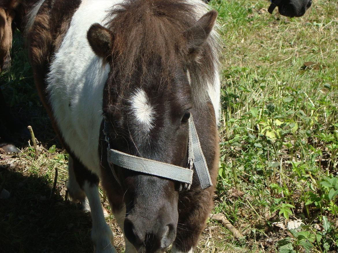 Shetlænder Zika billede 11