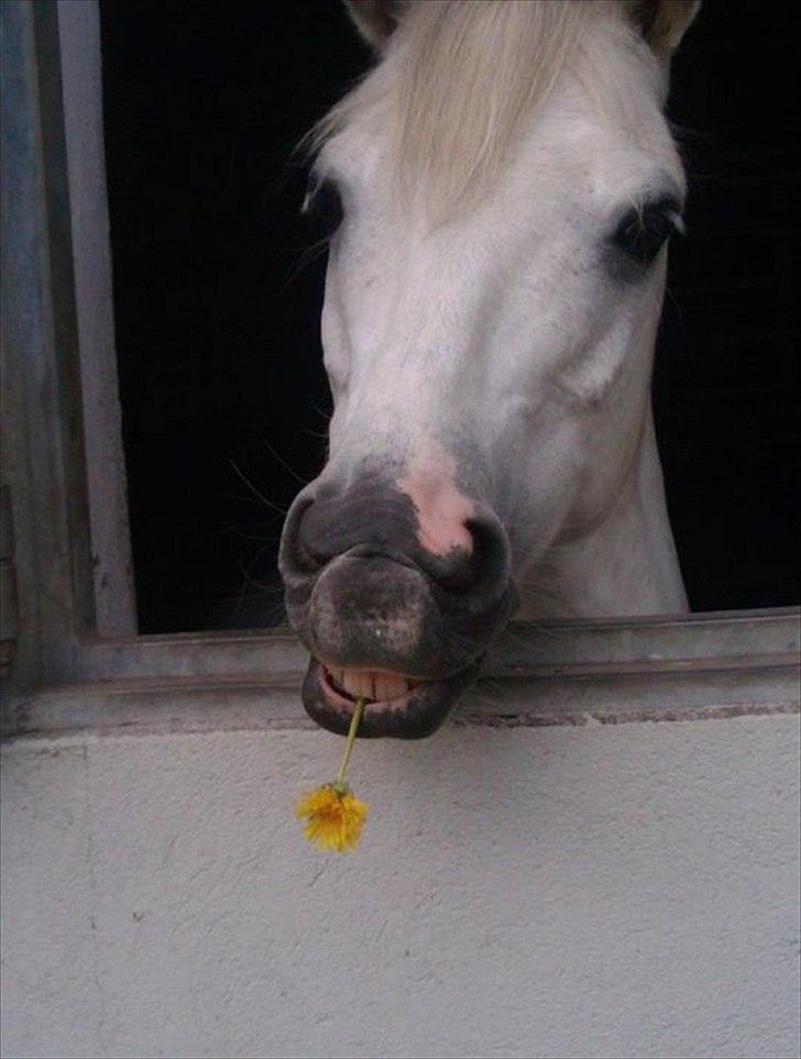 Welsh Pony (sec B) Hoelgaards Fernando - Søøøød!:-D billede 3