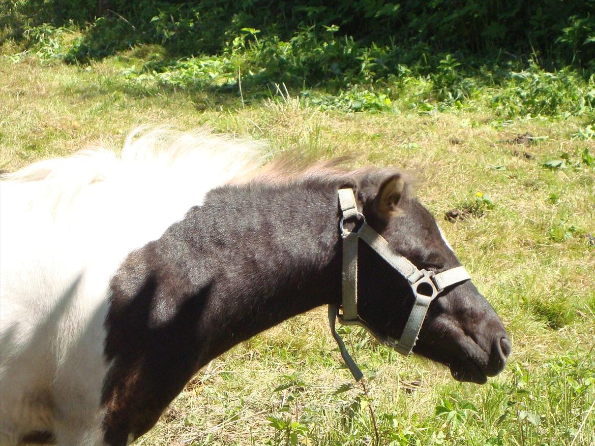 Shetlænder Zika billede 15