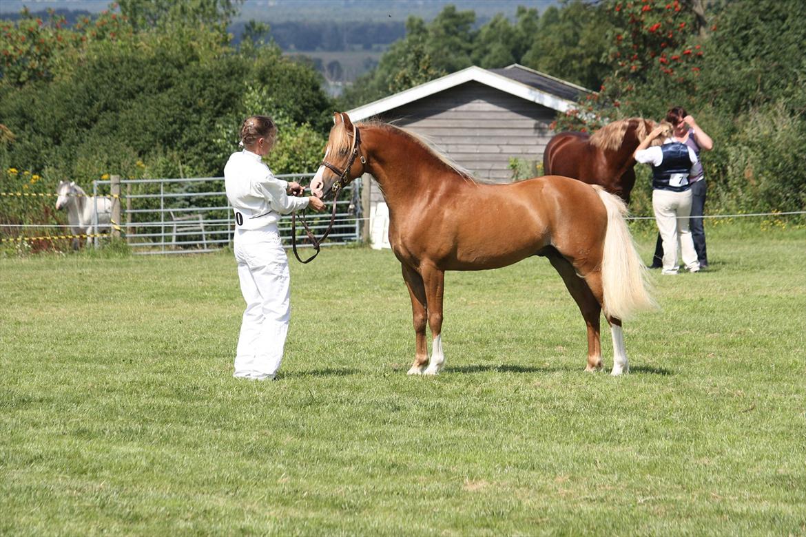 Welsh Pony (sec B) Frankenhöhe Daylight billede 14