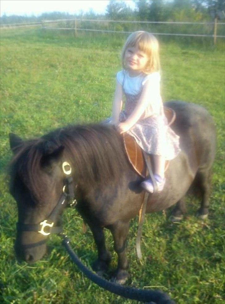 Shetlænder Rikke - Stasia prøver at sidde på hendes pony billede 7