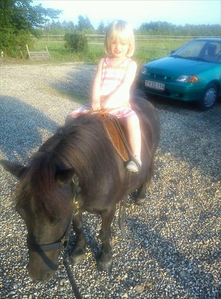 Shetlænder Rikke - patrichia prøver at sidde på hendes pony billede 8