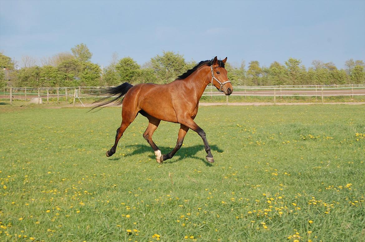Dansk Varmblod Mae royale - Hjemme på marken billede 7