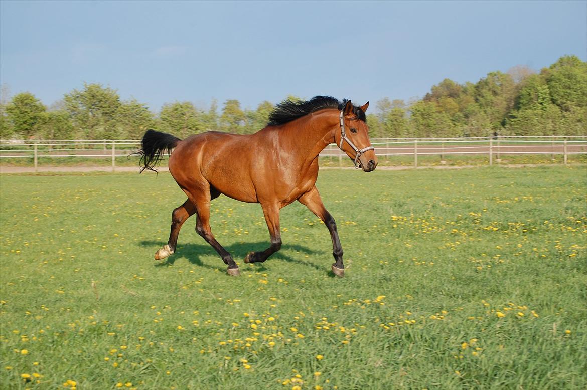 Dansk Varmblod Mae royale billede 8