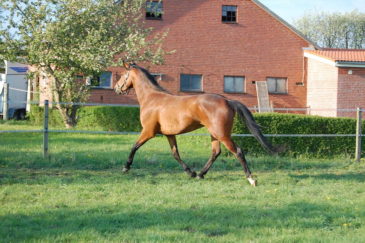 Dansk Varmblod Mae royale billede 9